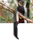 Koi Knives "Georgia" | The Glossy Black Cockatoo EDC Pocket Knife