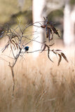 Allison Premischook Fine Art Prints