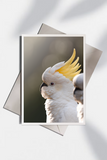 Allison Premischook Greeting Cards
