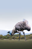 Allison Premischook Fine Art Prints