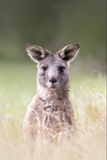 Allison Premischook Fine Art Prints