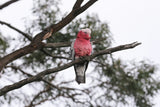 Koi Knives "Garry" | The Galah EDC Pocket Knife