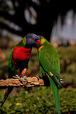 Koi Knives "Lily" | The Lorikeet