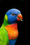 Koi Knives "Lily" | The Lorikeet