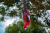Koi Knives "Robin" | The Crimson Rosella