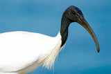 Koi "Ian" the Australian White IBIS | AKA "Bin Chicken"