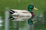 Koi Knives "Michael" | The Mallard Duck