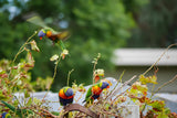 Koi Knives "Lily" | The Lorikeet