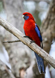 Koi Knives "Robin" | The Crimson Rosella