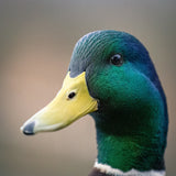 Koi Knives "Michael" | The Mallard Duck