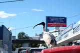 Koi "Ian" the Australian White IBIS | AKA "Bin Chicken"