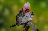 Koi Knives "Garry" | The Galah EDC Pocket Knife