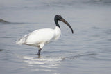 Koi "Ian" the Australian White IBIS | AKA "Bin Chicken"