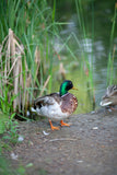 Koi Knives "Michael" | The Mallard Duck