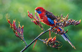 Koi Knives "Robin" | The Crimson Rosella